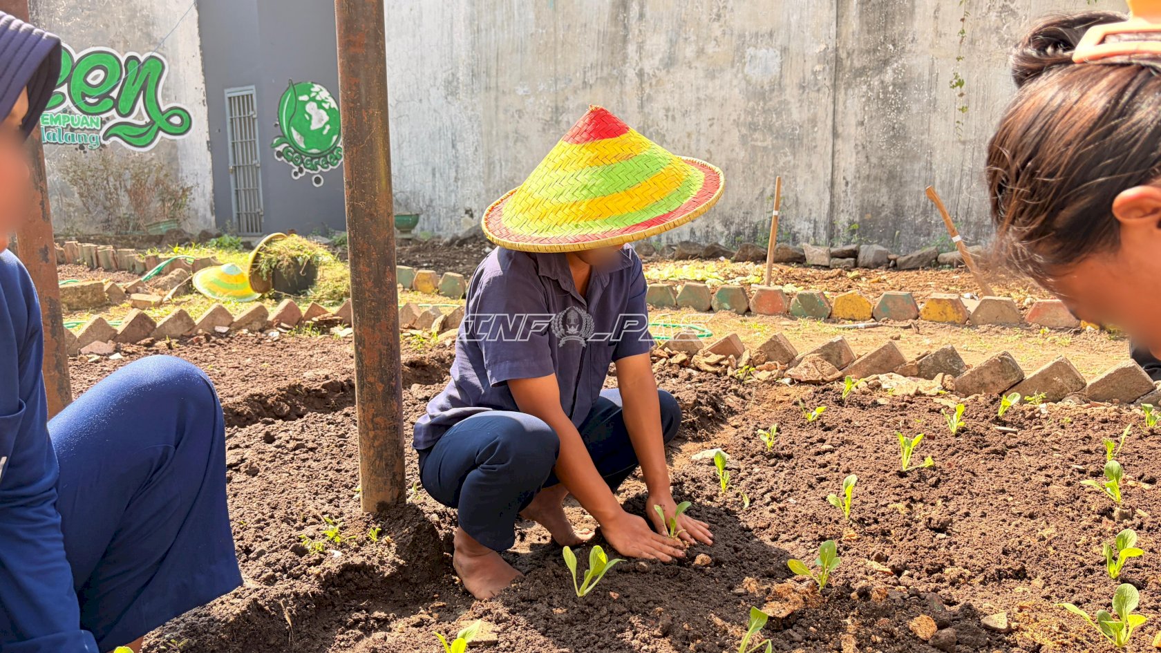 Tanam 300 Bibit Sawi, Warga Binaan Lapas Perempuan Malang Asah Keterampilan Pertanian
