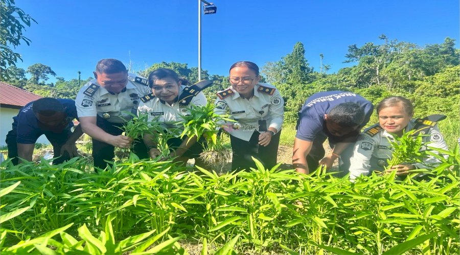 LPKA Manokwari Panen Kangkung, Wujud Keberhasilan Pembinaan Kemandirian