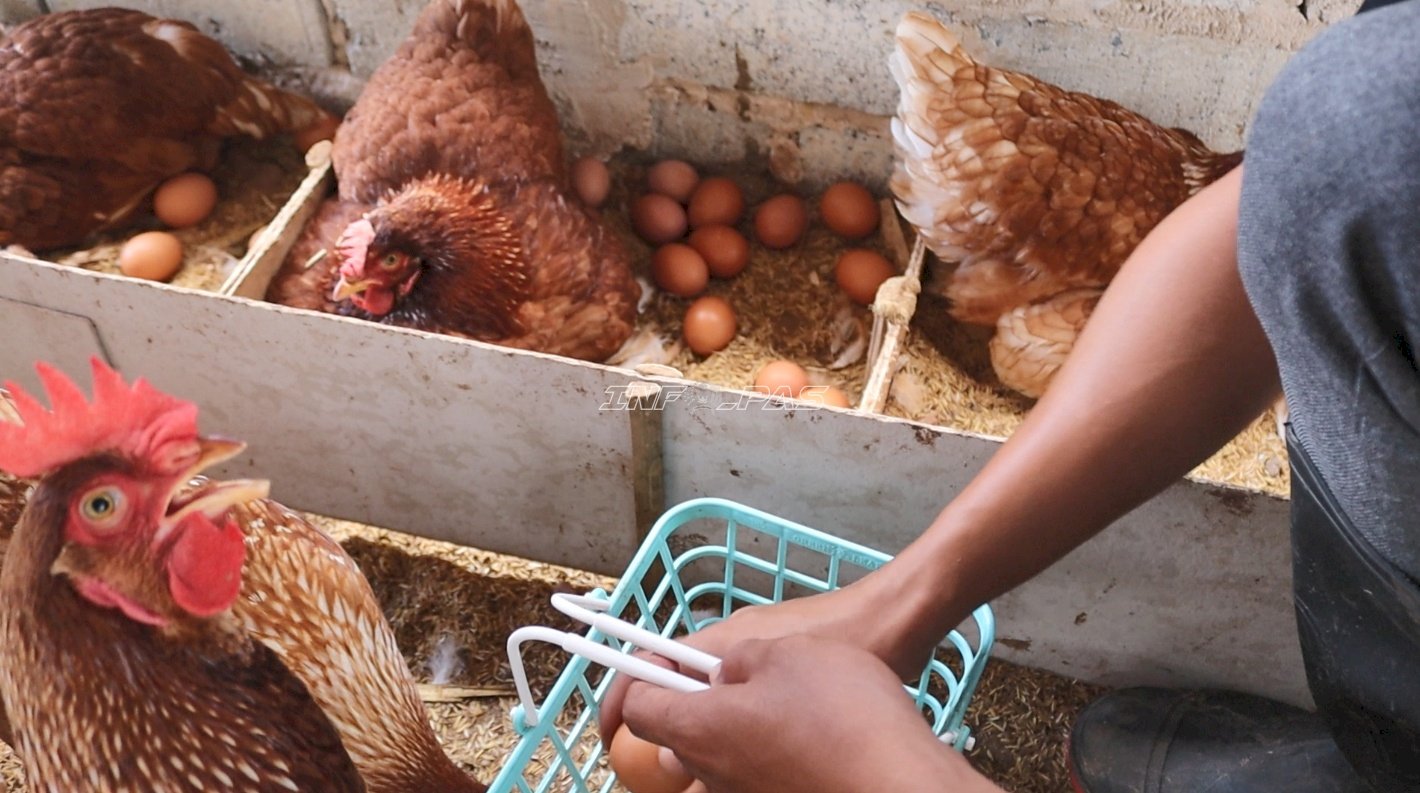 Panen 171 Butir Telur, Peternakan Ayam Layer Lapas Batulicin Kian Produktif