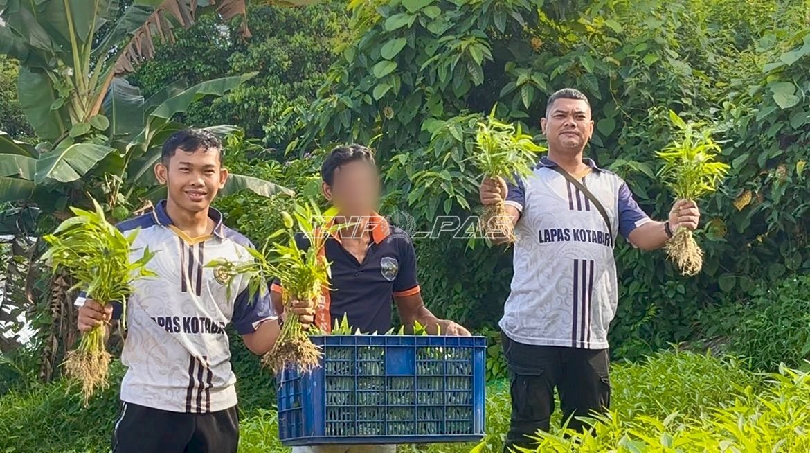 Lahan Terbatas Tak Halangi Produktivitas, Warga Binaan Lapas Kotabaru Panen 22 Kg Kangkung