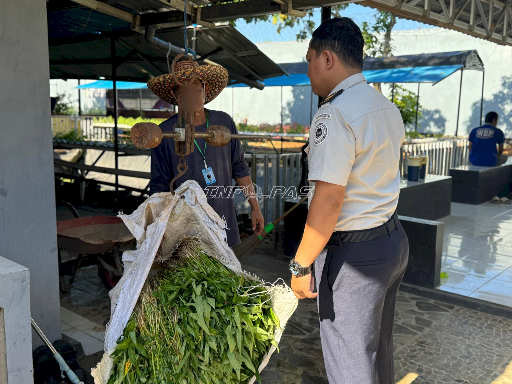 Lapas Narkotika Karang Intan Panen 50 Kilogram Kangkung, Dukung Ketahanan Pangan Nasional