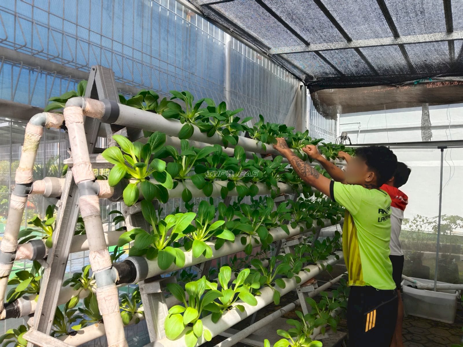 Ubah Ruang Terbatas Jadi Produktif, Anak Binaan LPKA Pangkalpinang Kelola Kebun Hidroponik Pakcoy