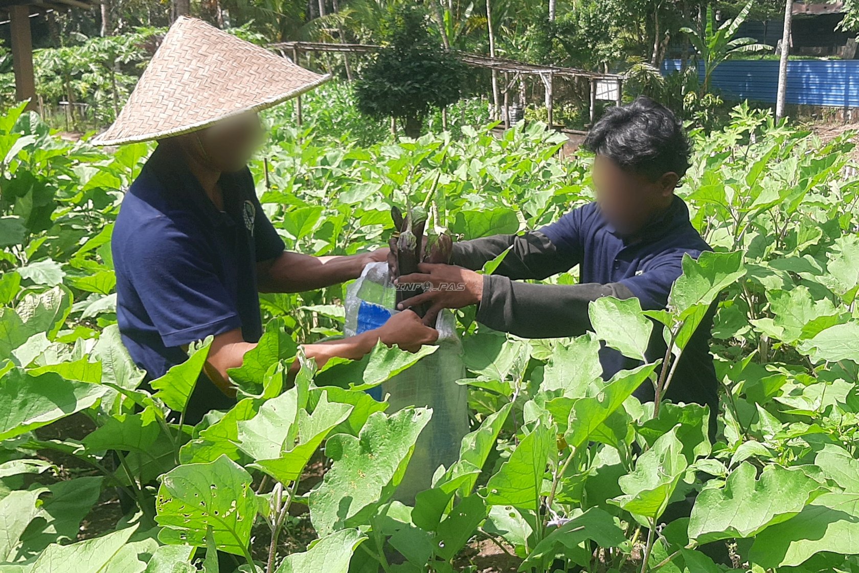 Berkelanjutan dan Produktif, Lapas Tabanan Kembali Panen Terung
