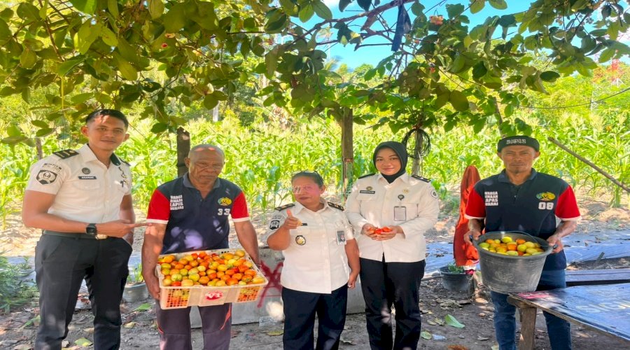 Kebun Produktif Lapas Wahai Berbuah Hasil, Warga Binaan Sukses Panen 50 Kg Tomat