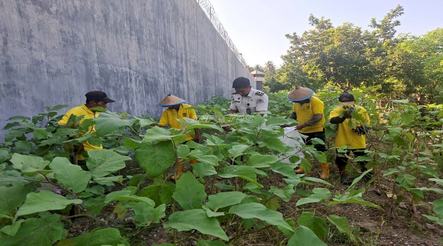 Pembinaan Produktif, Lapas Parigi Panen 70 Kg Terung dan 65 Ikat Kangkung