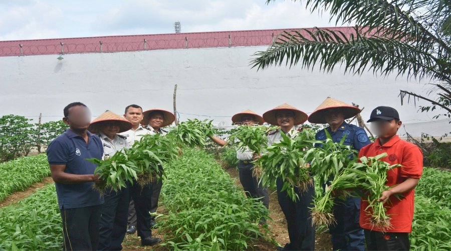 Lapas Muara Tebo Panen Kangkung Hasil Pembinaan Kemandirian Warga Binaan