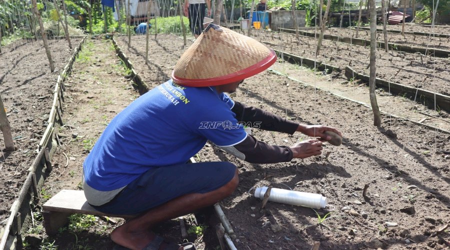 Pascapanen Kacang Panjang, Warga Binaan Lapas Ambon Siapkan Siklus Tanam Berikutnya 