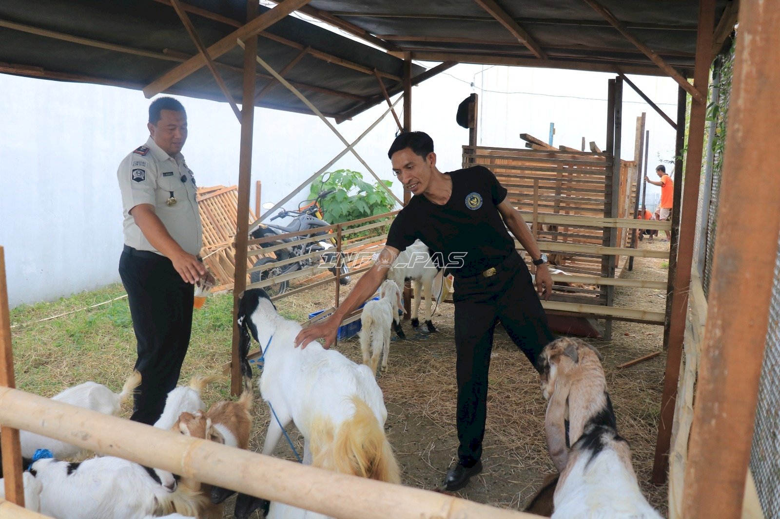 Dari Semak Jadi Kandang Ternak, Lapas Pemuda Madiun Sulap Lahan Terbengkalai Jadi Sentra Ketahanan Pangan