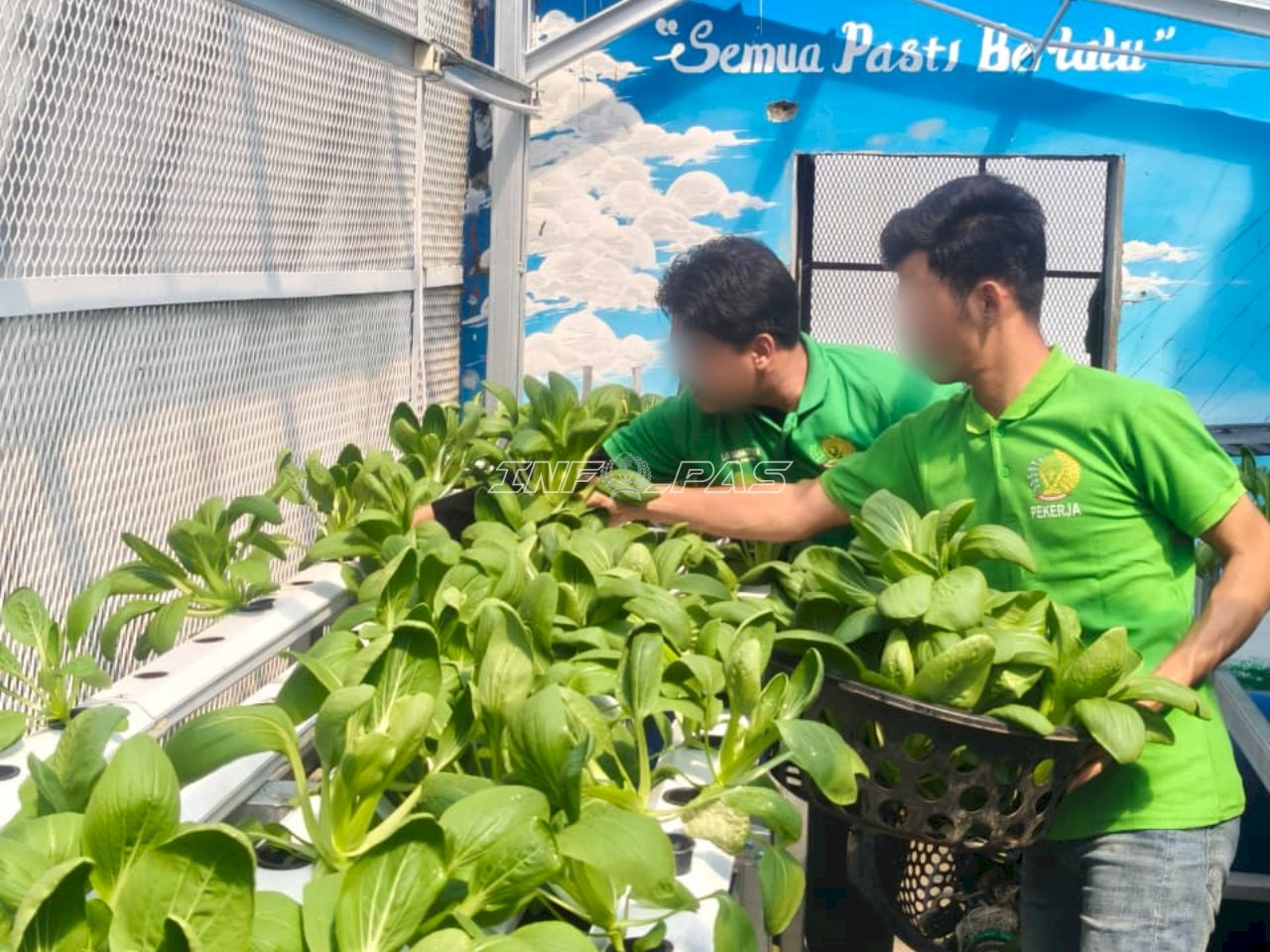 Lapas Narkotika Pangkalpinang Optimalkan Pembinaan Kemandirian melalui Budidaya Pakcoy