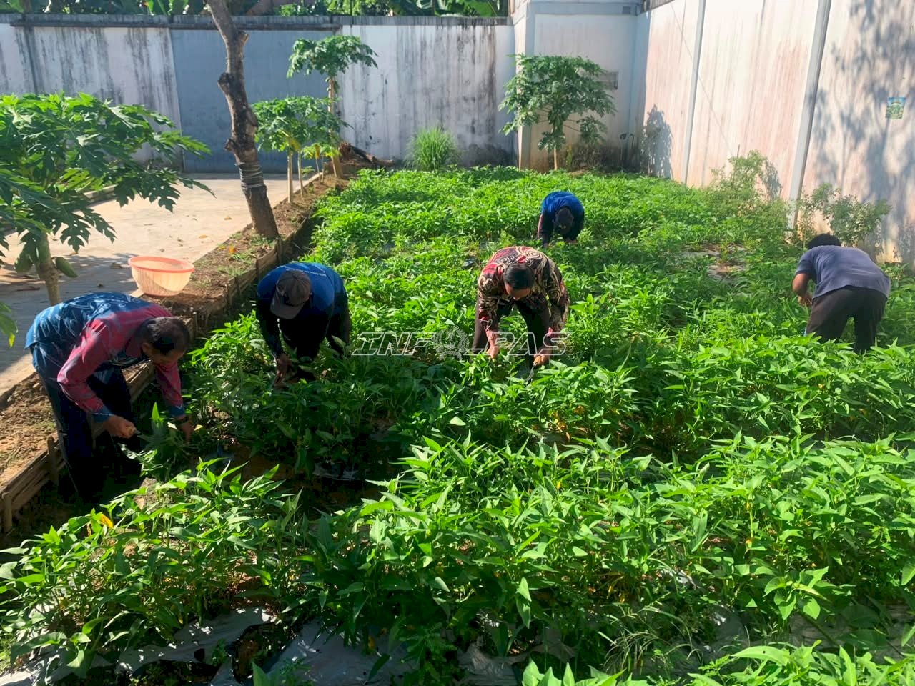 Panen 20 Kilogram Kangkung, Lapas Tanjung Asah Keterampilan Warga Binaan