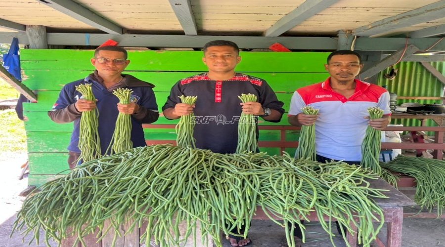 Pembinaan Produktif, Lapas Piru Panen 60 Ikat Kacang Panjang