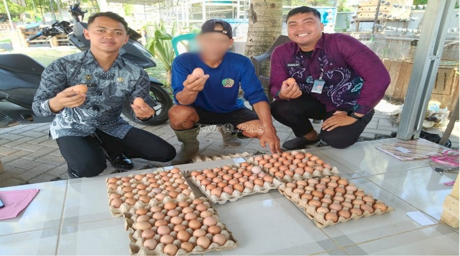 Produksi Telur Ayam Petelur Semi Umbaran di SAE 1 Lapas Banjarmasin Capai 190 Butir Sepekan