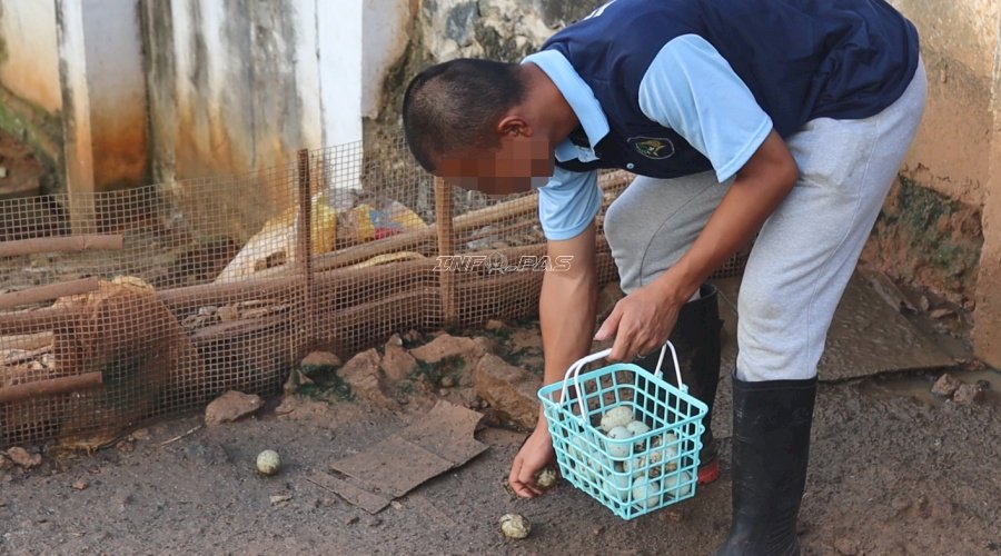 Produktivitas Terus Bertumbuh, Bebek Petelur Lapas Batulicin Hasilkan 38 Telur Per Hari