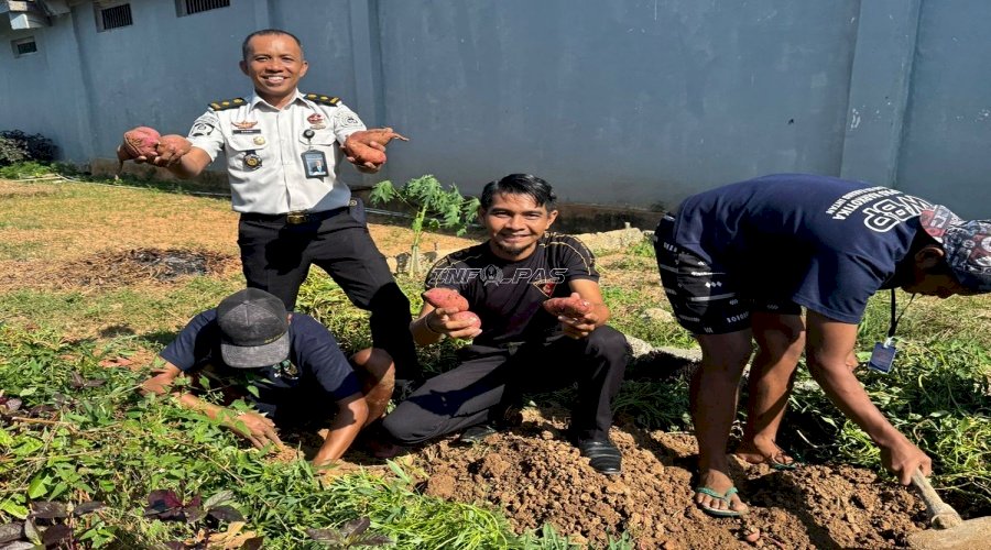 Panen 15 Kg Ubi Jalar, Bukti Keberhasilan Pembinaan Kemandirian di Lapas Narkotika Karang Intan