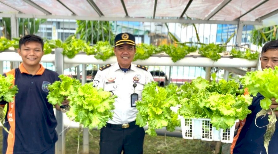 Dari Lahan Terbatas, Selada Hidroponik Lapas Kotabaru Terus Dukung Kemandirian Pangan