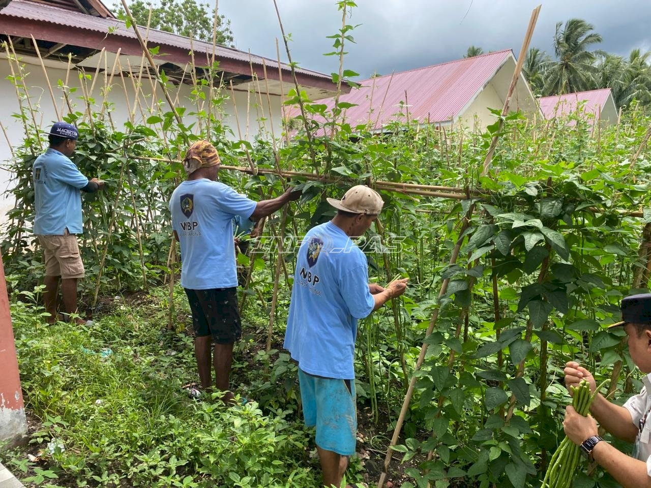 Semakin Produktif, Lapas Tahuna Panen 300 Ikat Kacang Panjang