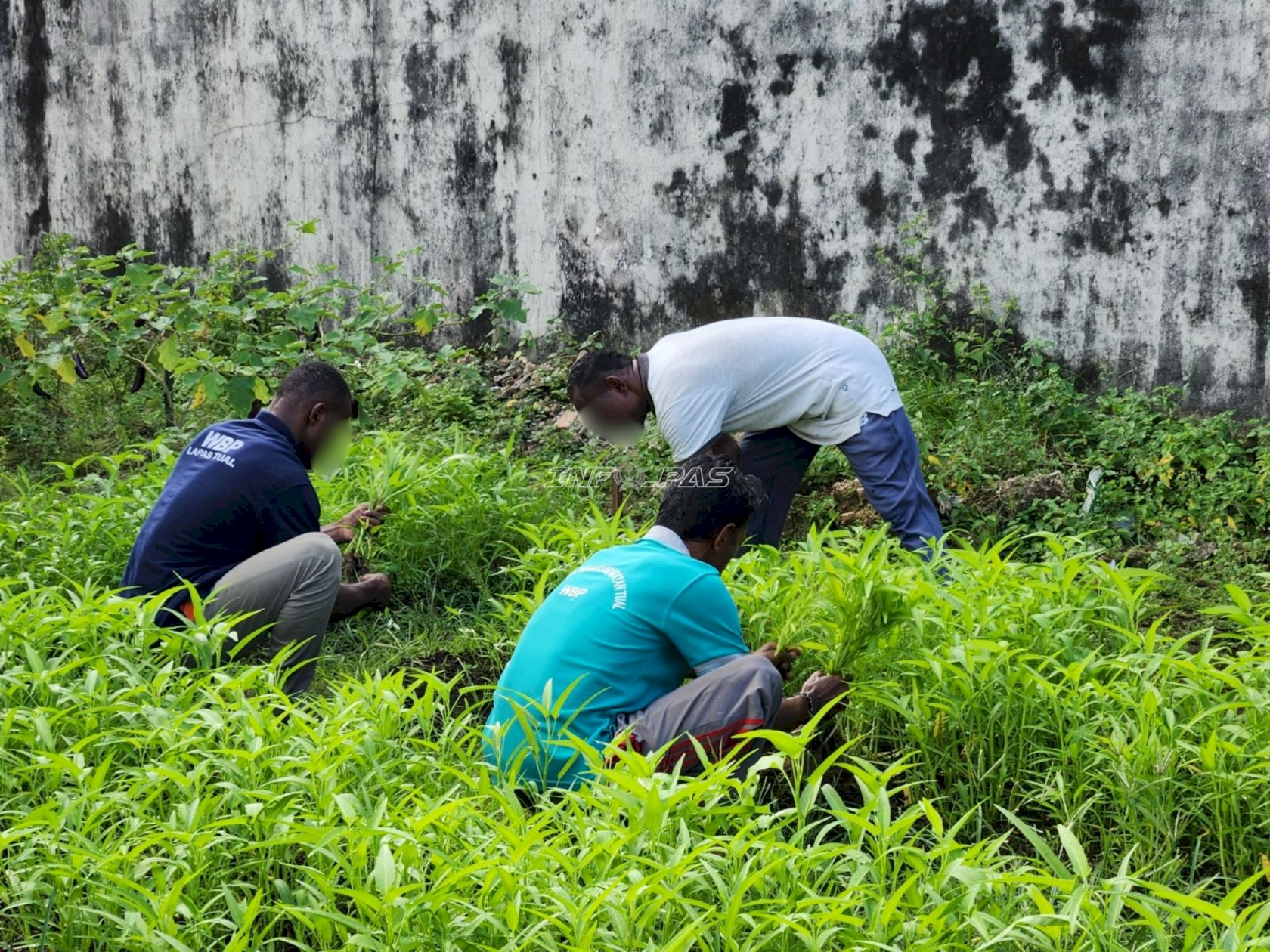 Warga Binaan Lapas Tual Panen 21 Kilogram Kangkung dari Lahan Asimilasi