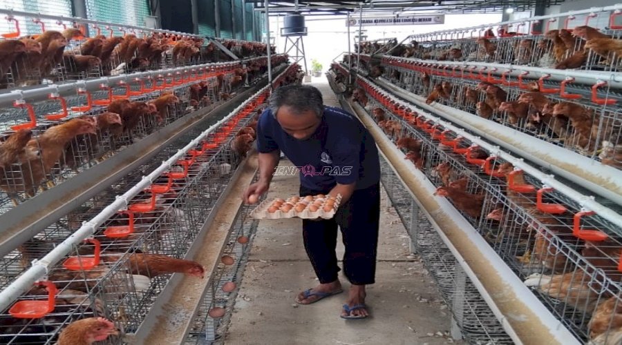 Dukungan Ketahanan Pangan, Warga Binaan Lapas Kelas I Cipinang Hasilkan Ratusan Telur Ayam dari Kandang Asimilasi
