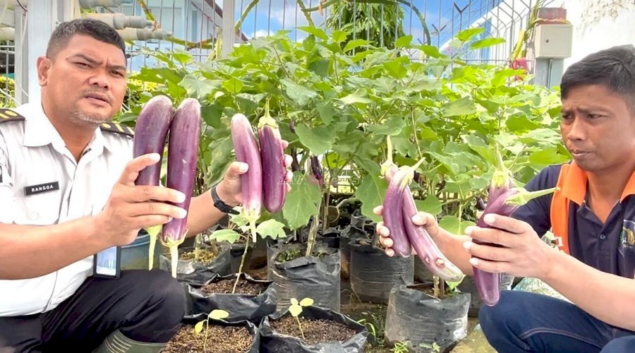 Warga Binaan Lapas Kotabaru Petik Pelajaran dari Budidaya Terung