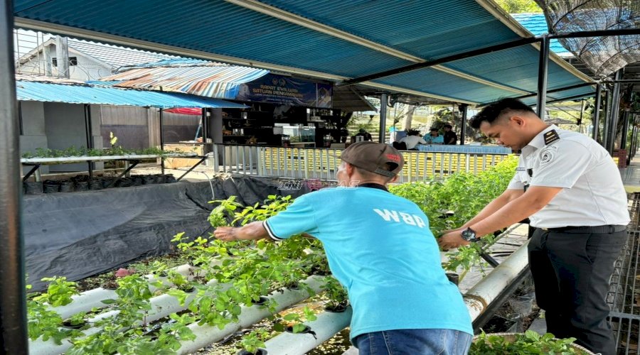 Warga Binaan Lapas Narkotika Karang Intan Panen 1 Kg Daun Mint untuk Teh Mint Laskarin