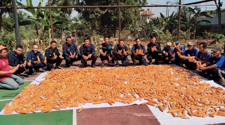 Dukung Ketahanan Pangan, Lapas Batang Panen Raya Jagung di Lahan SAE