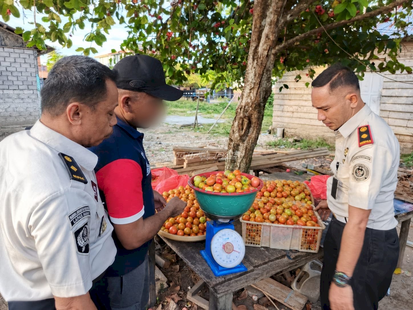 Panen 120 Kg Tomat, Warga Binaan Lapas Wahai Pasok Pasar hingga Sorong