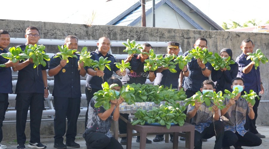 Panen Pakcoy Ketiga di SAE, LPKA Martapura Petik Hasil Pembinaan dan Optimalkan Ketahanan Pangan
