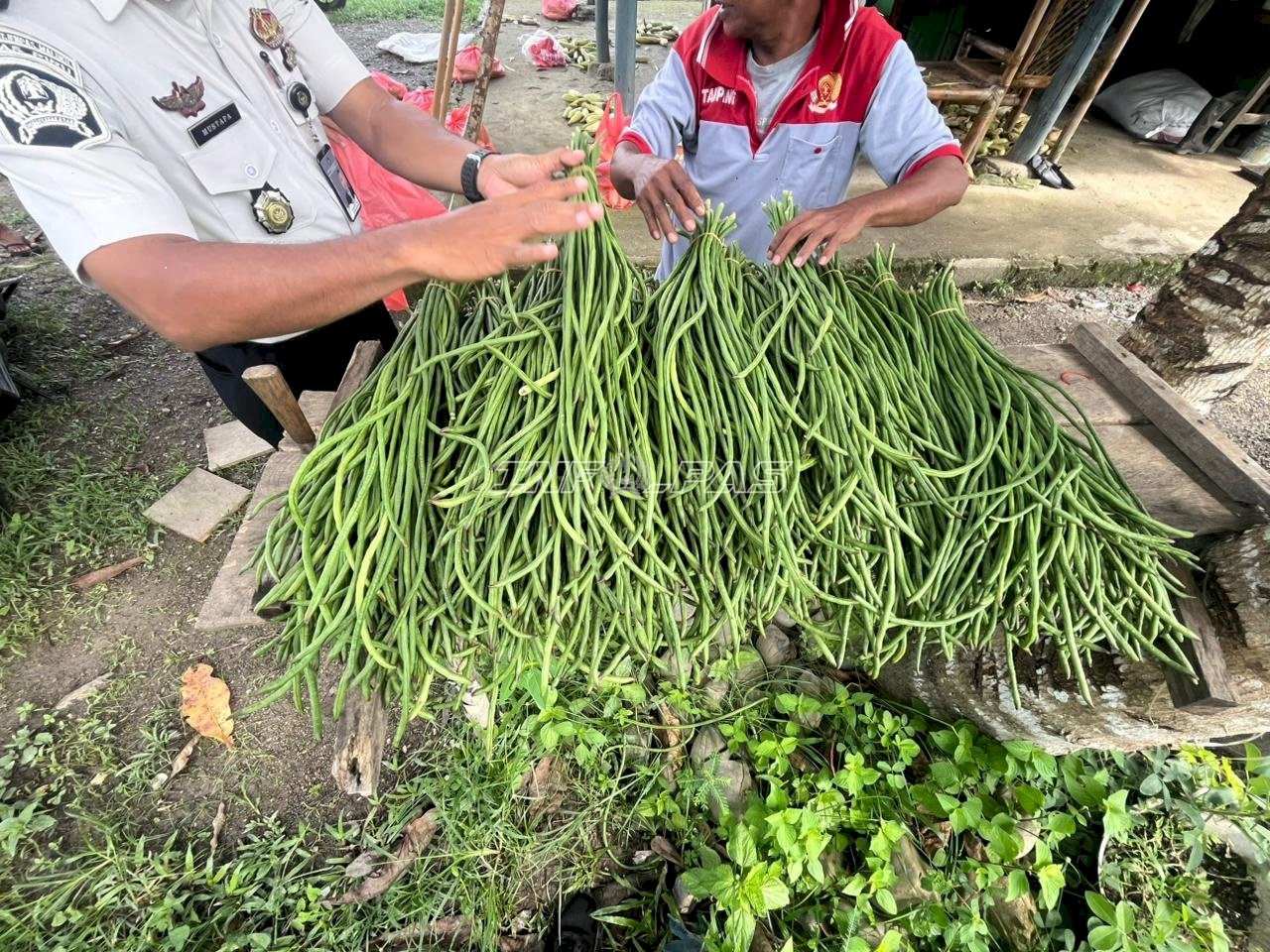 Panen Kedua dalam Sepekan, Lapas Piru Hasilkan 51 Ikat Kacang Panjang