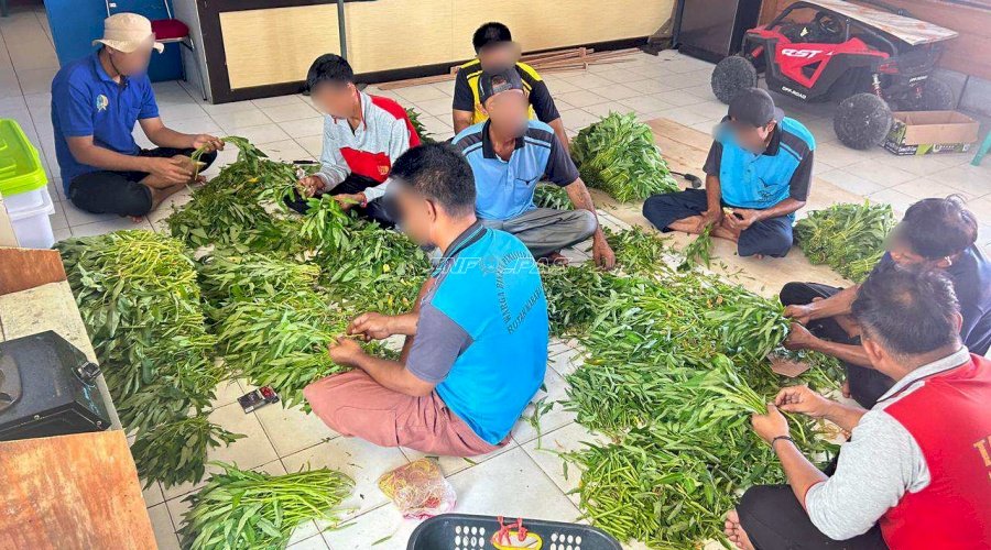 Optimalkan Lahan Sempit, Rutan Marabahan Panen 50 Ikat Kangkung