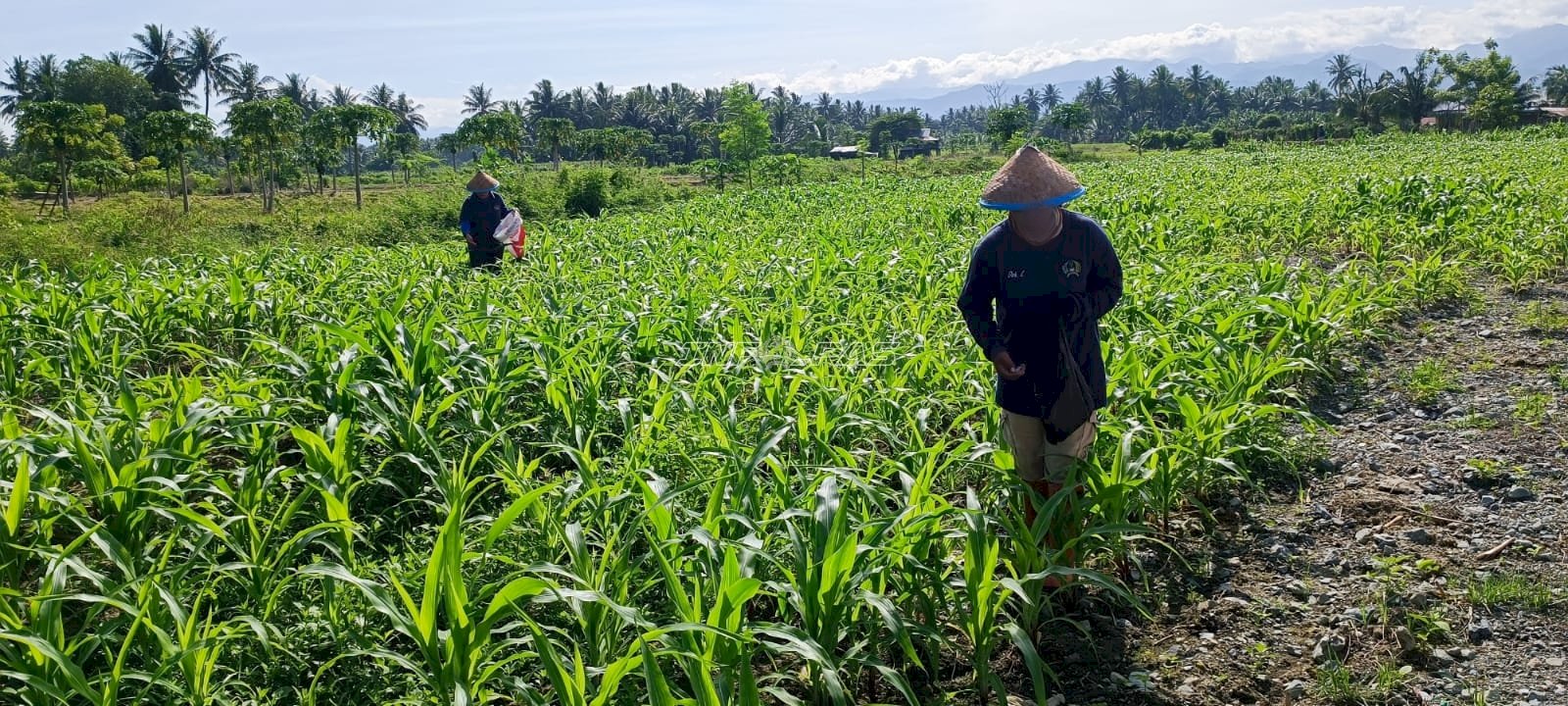 Dukung Ketahanan Pangan, Warga Binaan Lapas Perempuan Palu Intensifkan Budidaya Jagung