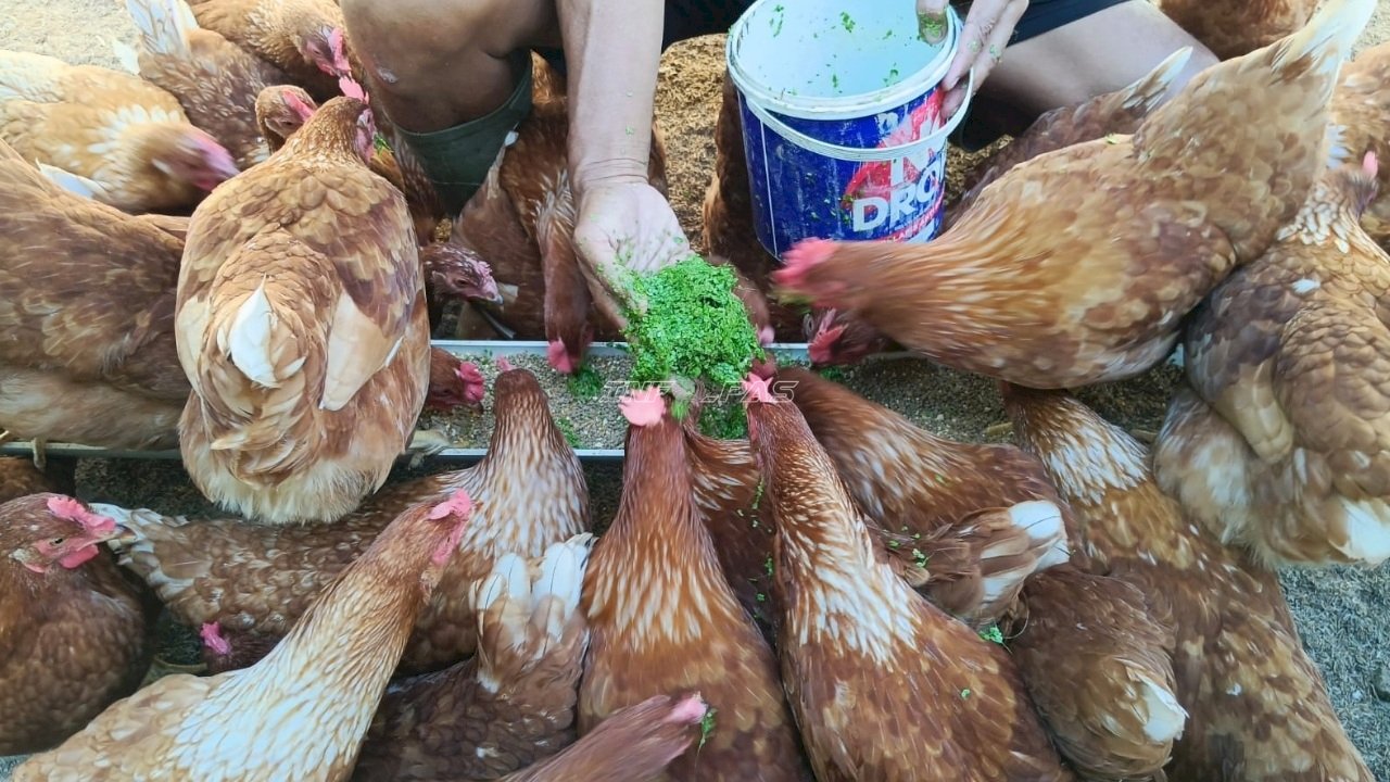 Lapas Banjarmasin Latih Warga Binaan Manfaatkan Azolla sebagai Pakan Tambahan Ayam Petelur