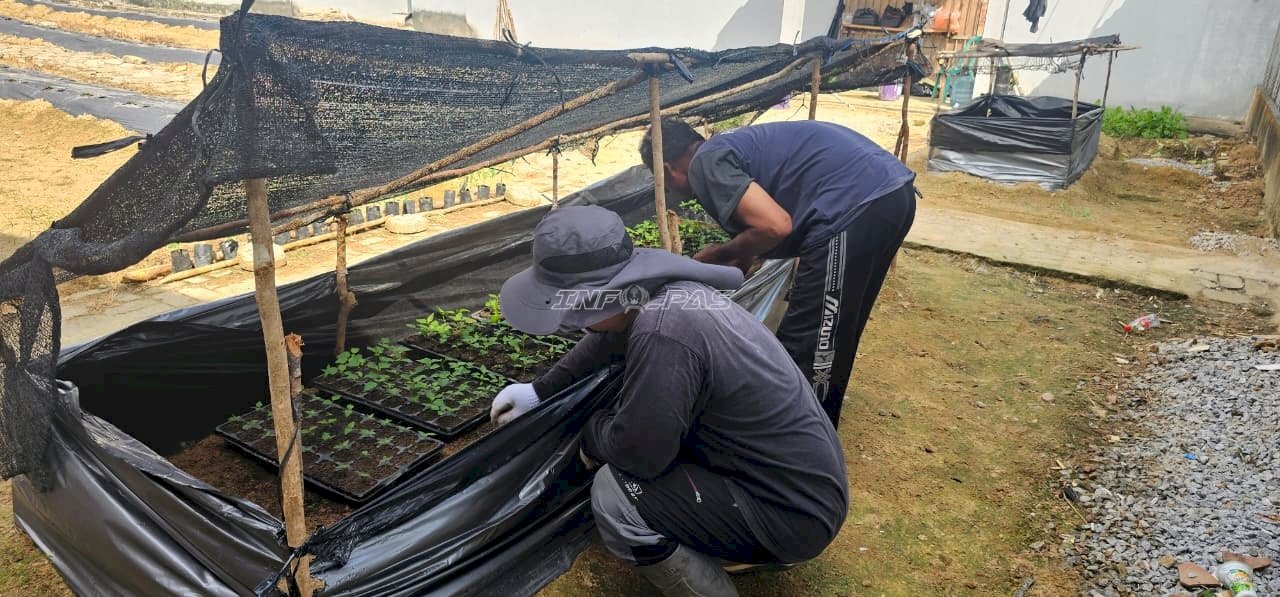 Lapas Pangkalpinang Kembangkan Agroedupark melalui Pembibitan Hortikultura
