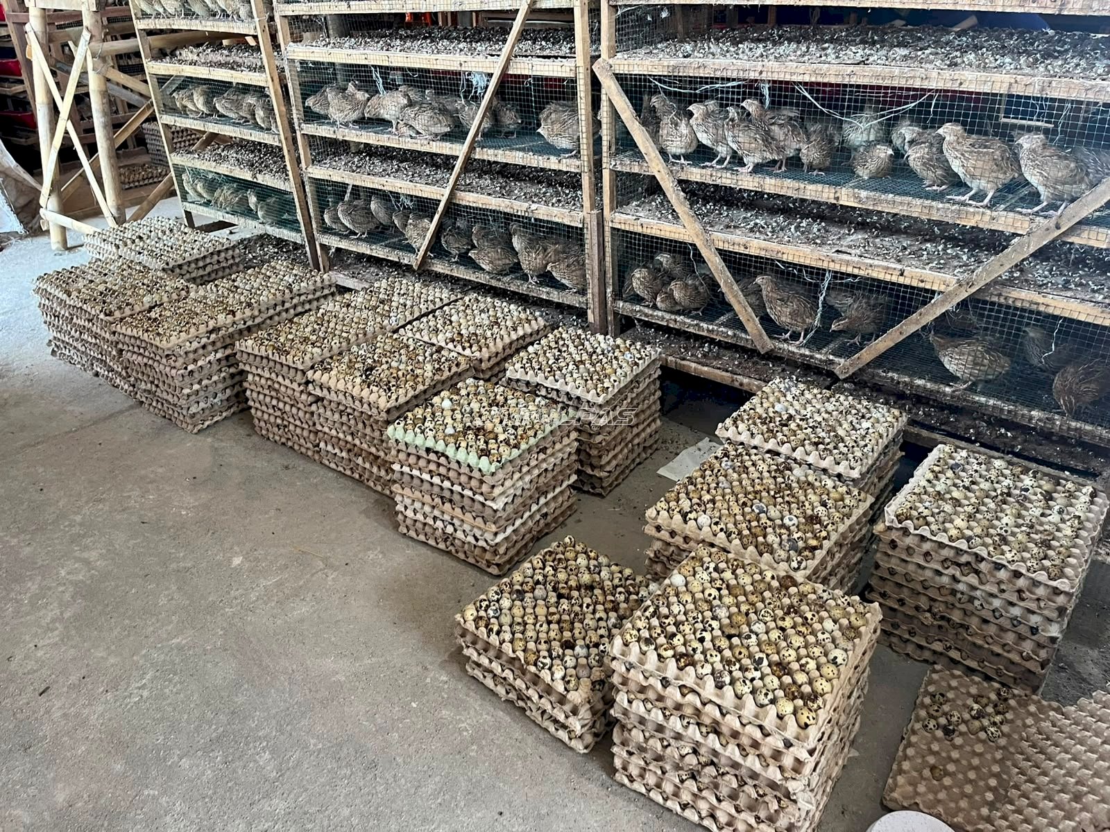 Lapas Terbuka Kendal Pasarkan 200 Kilogram Telur Puyuh Hasil Budidaya Warga Binaan