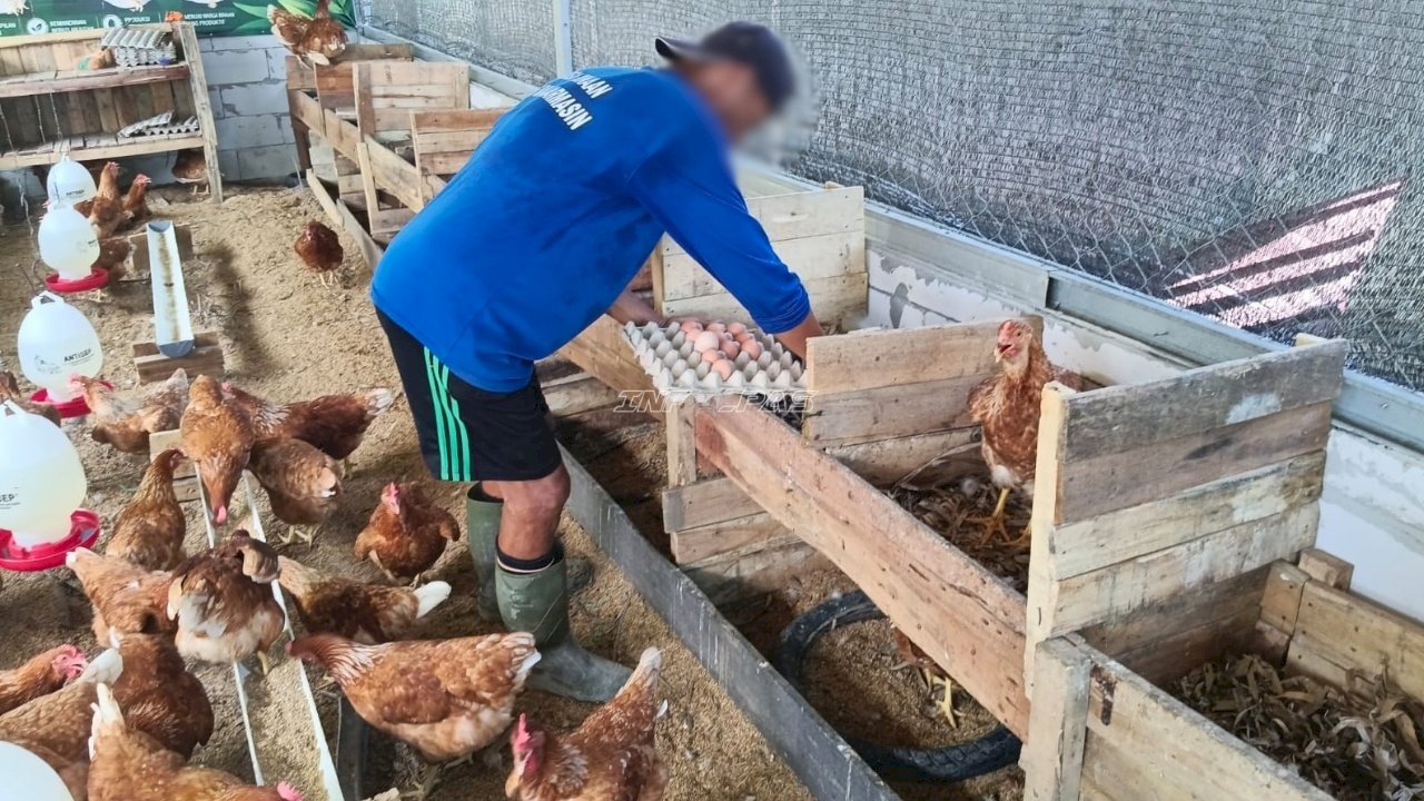 Panen 168 Butir Telur, Warga Binaan Lapas Banjarmasin Petik Hasil Pembinaan Peternakan