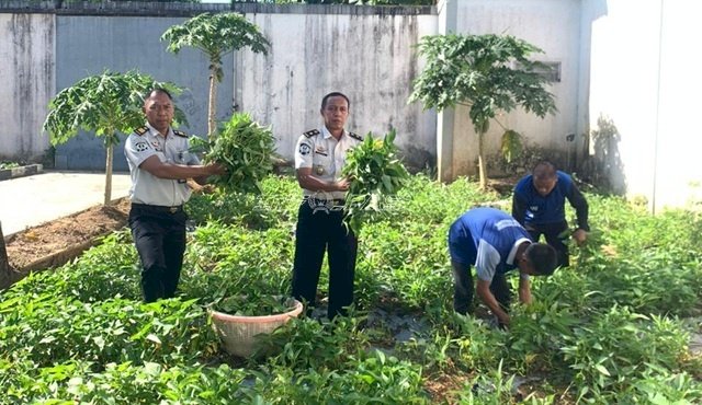 Panen 18 Kilogram Kangkung, Lapas Tanjung Perkuat Pembinaan Pertanian Warga Binaan