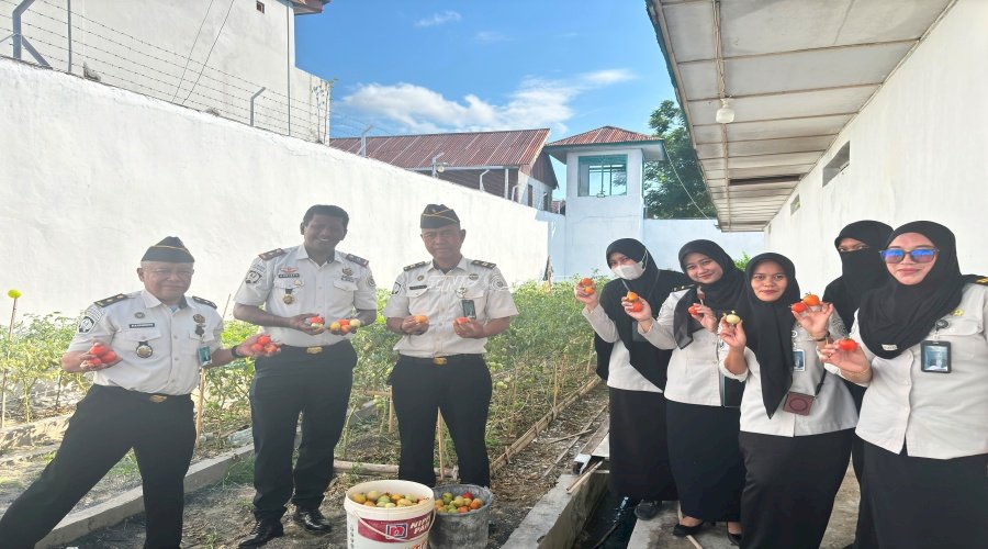 Rutan Majene Panen 30 Kilogram Tomat di Area Branggang