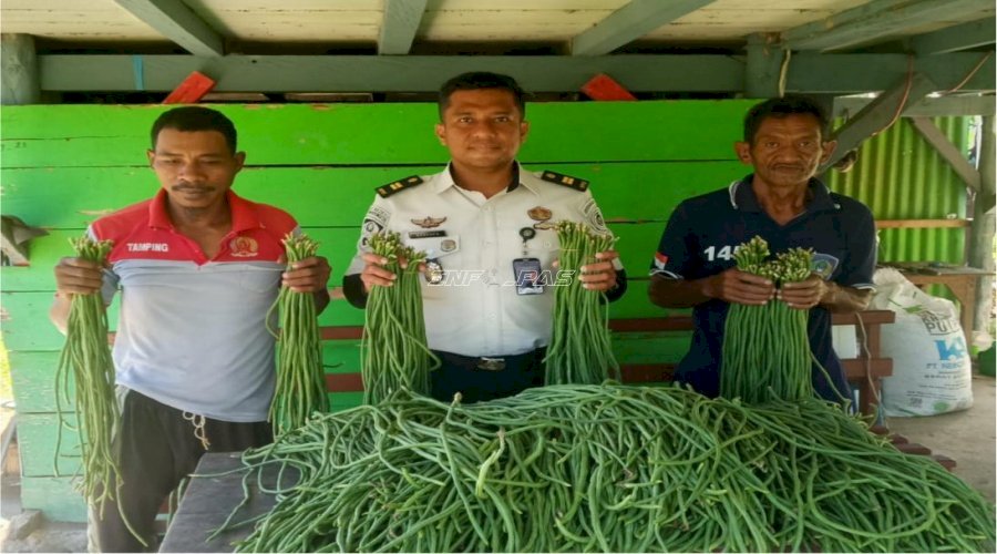 Panen 75 Ikat Kacang Panjang, Lapas Piru Perkuat Pembinaan Kemandirian Warga Binaan