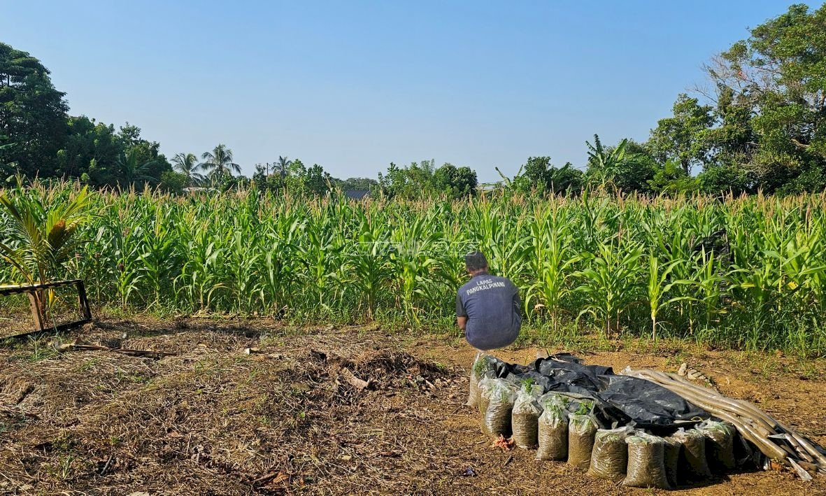 Warga Binaan Lapas Pangkalpinang Sukses Budidayakan Jagung dengan Kompos Fly Ash