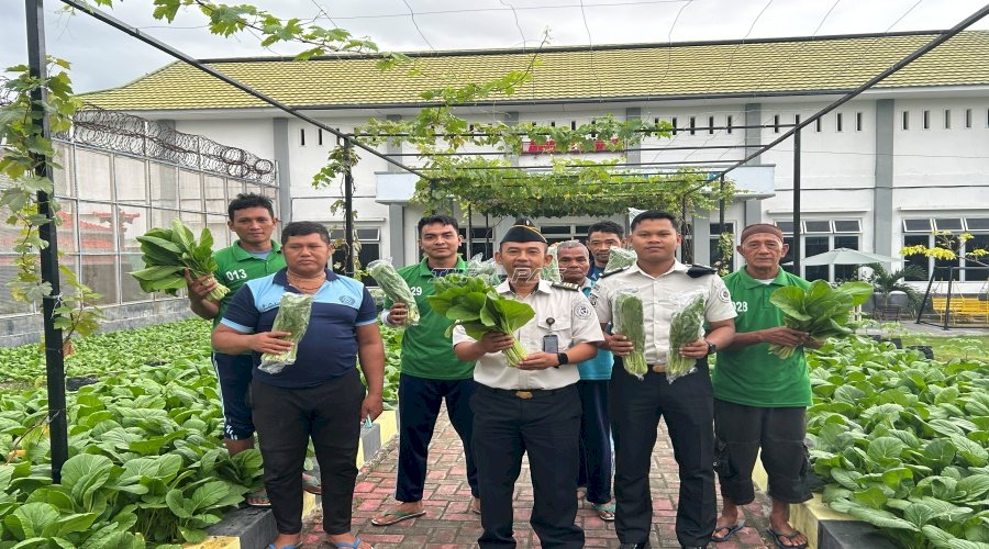Panen Sawi Capai 25 Kg, Lapas Luwuk Buktikan Kontribusi Program Ketahanan Pangan