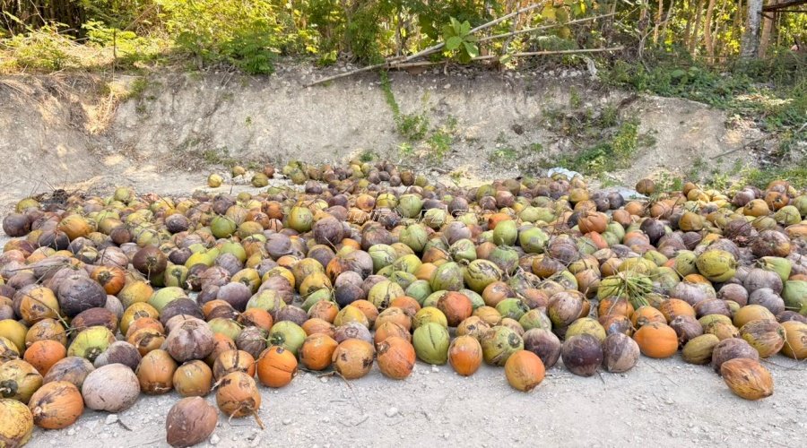 Rutan Majene Panen 2.130 Kelapa di Lahan SAE, Wujud Nyata Dukung Ketahanan Pangan