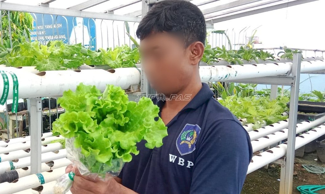 Selada Hidroponik Warga Binaan Lapas Kotabaru Kian Diminati Pasar