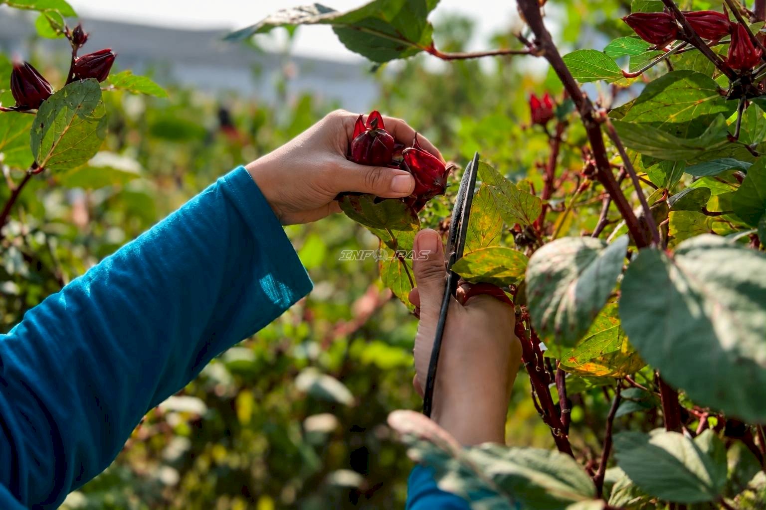 Rutan Perempuan Surabaya Panen Rosela dari Lahan Pembinaan Produktif