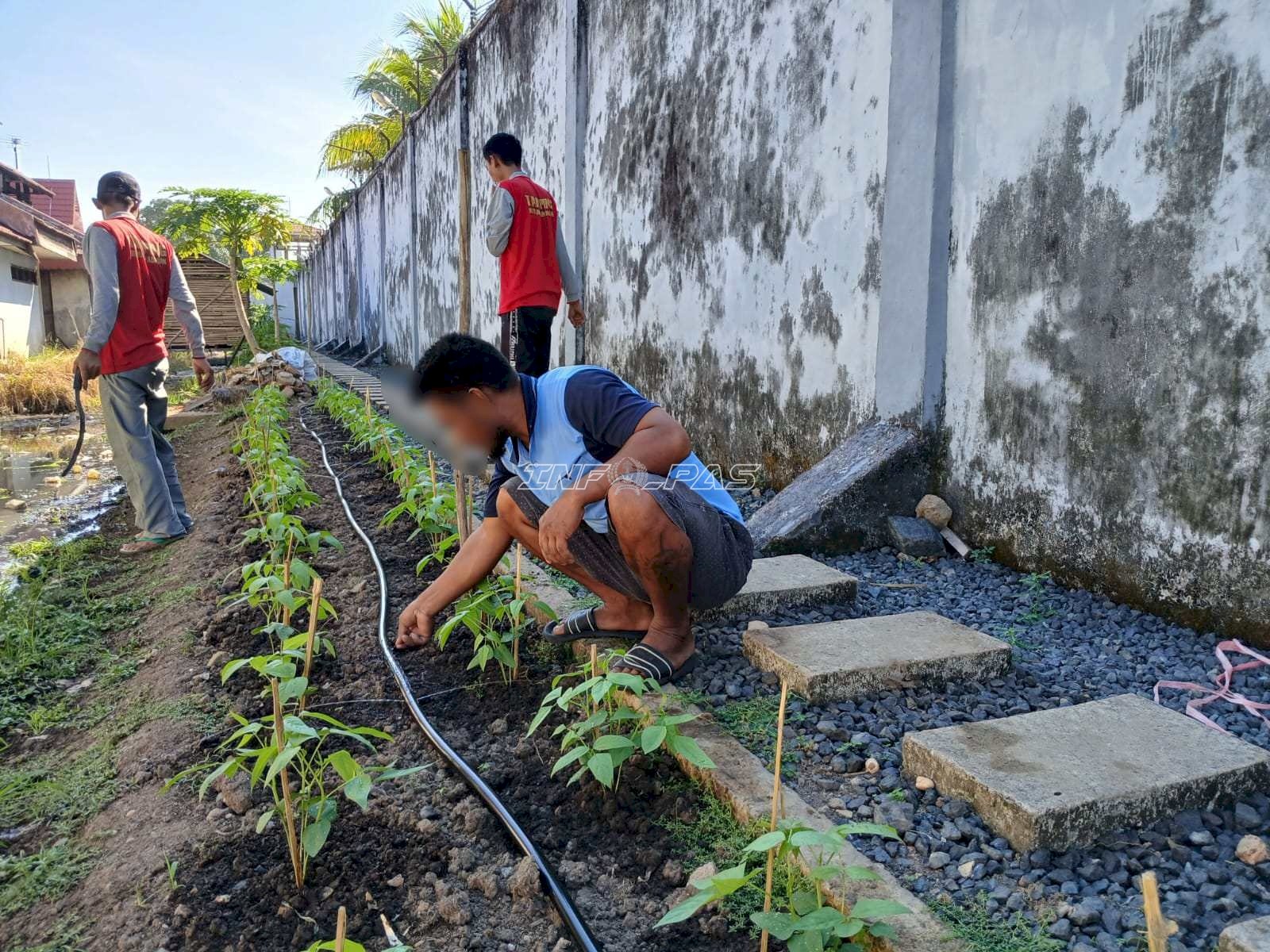 Jaga Produktivitas Lahan, Rutan Marabahan Terapkan Rotasi Tanaman