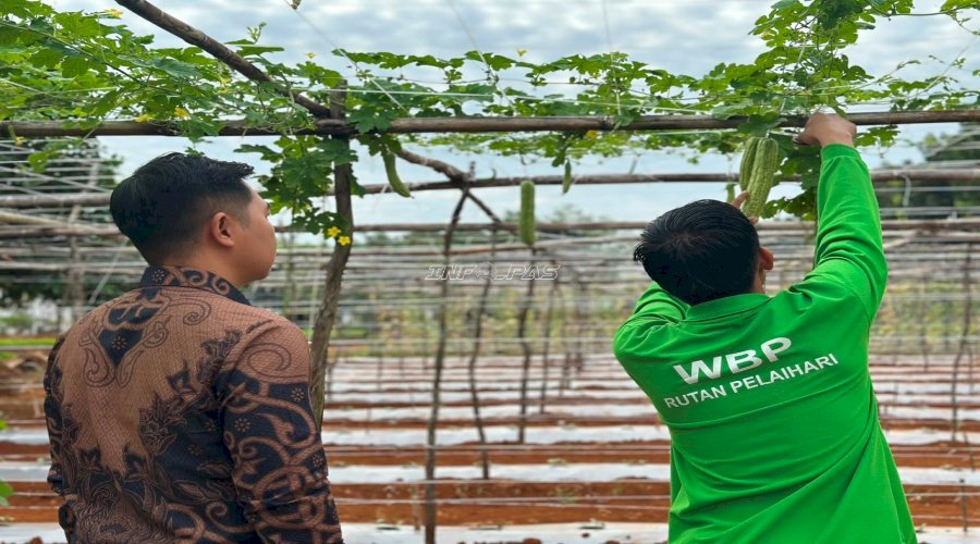 Kebun SAE Rutan Pelaihari Panen 27 Kg Pare, Bukti Pembinaan Berorientasi Kemandirian