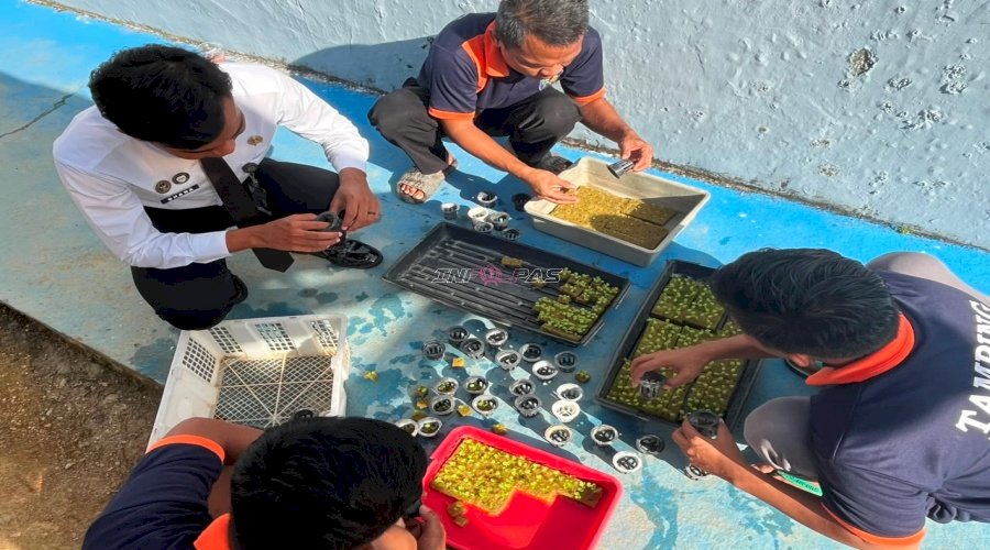 Hijaukan Area Hunian, Warga Binaan Lapas Kotabaru Semai Benih Pakcoy Hidroponik