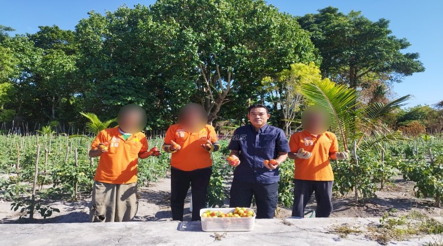 Budidaya Berhasil, Lapas Namlea Panen 65 Kg Tomat