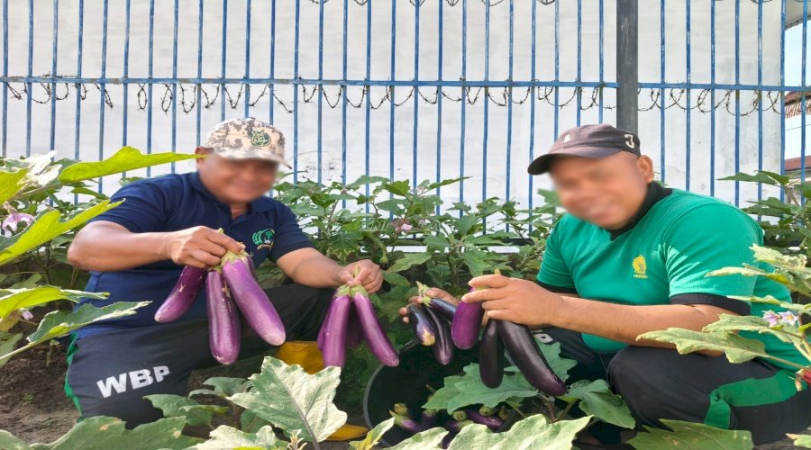 Terung 20 Kg Hasil Panen SAE Lapas Labuhan Bilik Laris Manis di Pasar Tradisional 