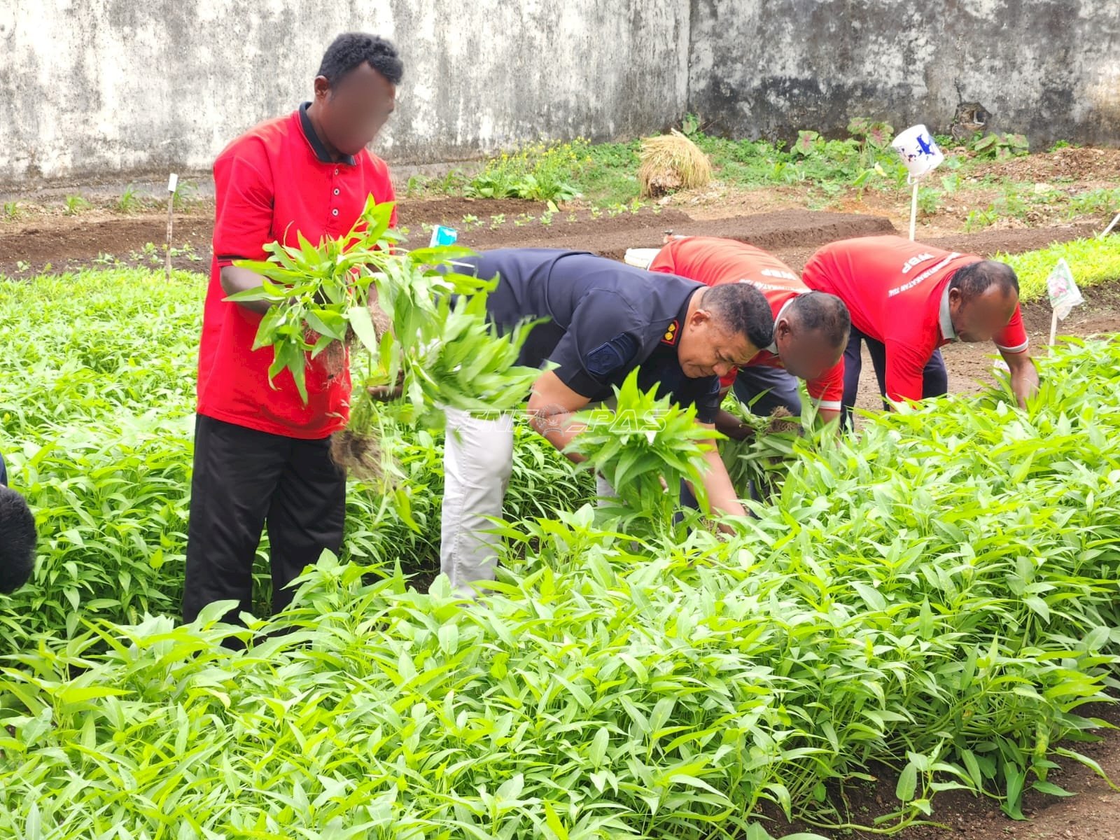 Lahan Asimilasi Produktif, Lapas Tual Sukses Panen 26 Kilogram Kangkung Segar