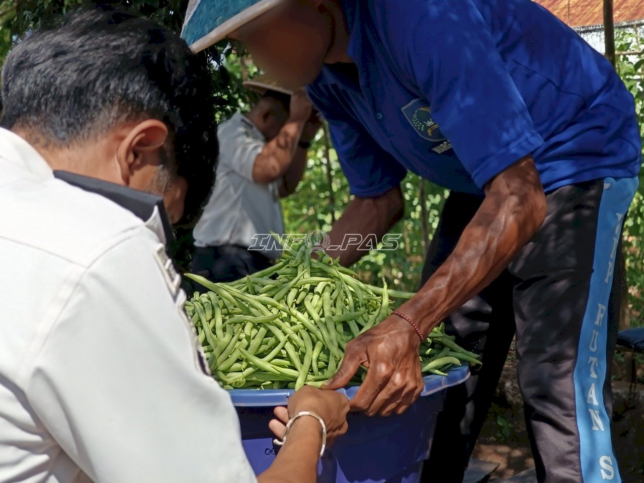 Dukung Ketahanan Pangan, SAE Rutan SoE Panen 30 Kilogram Buncis