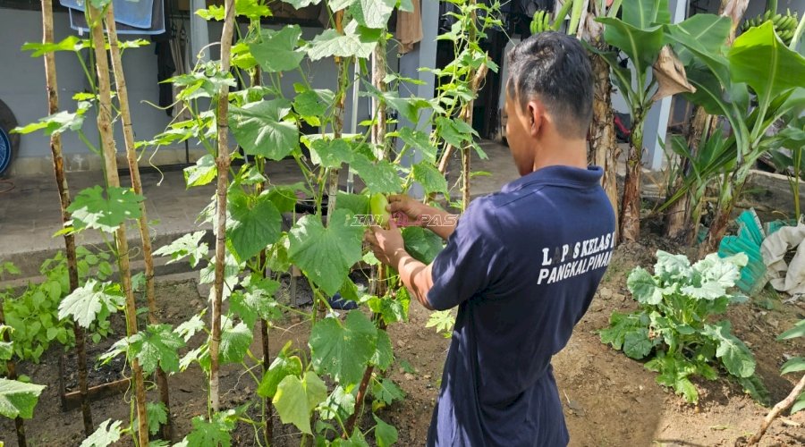 Mentimun Giok Jadi Komoditas Baru Pembinaan Kemandirian Lapas Pangkalpinang